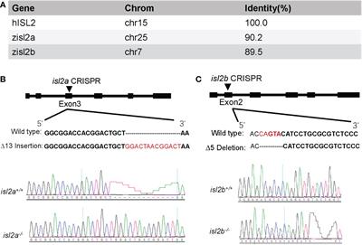 The isl2a transcription factor regulates pituitary development in zebrafish